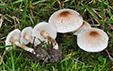 Lepiota cristata