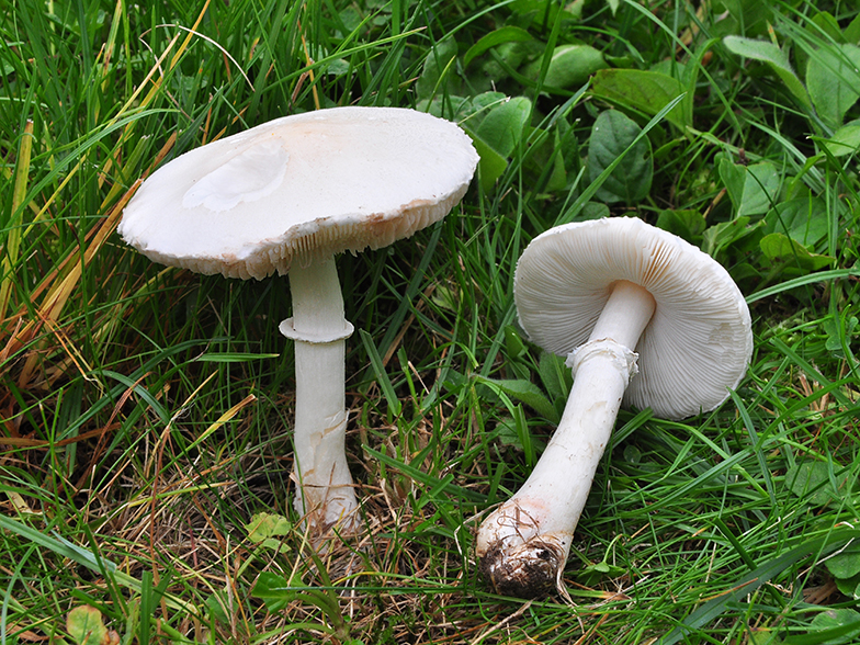 Leucoagaricus leucothites