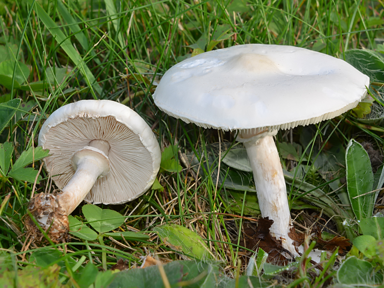 Leucoagaricus leucothites