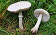 Leucoagaricus leucothites