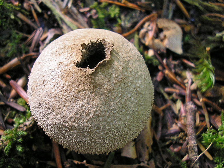 Lycoperdon ostiole