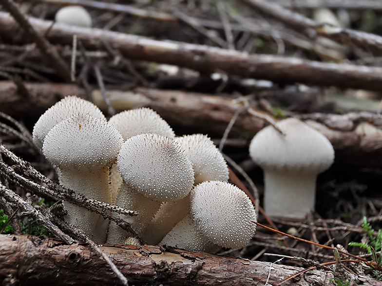 Lycoperdon perlatum