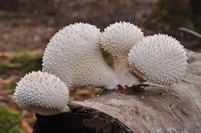 Lycoperdon perlatum