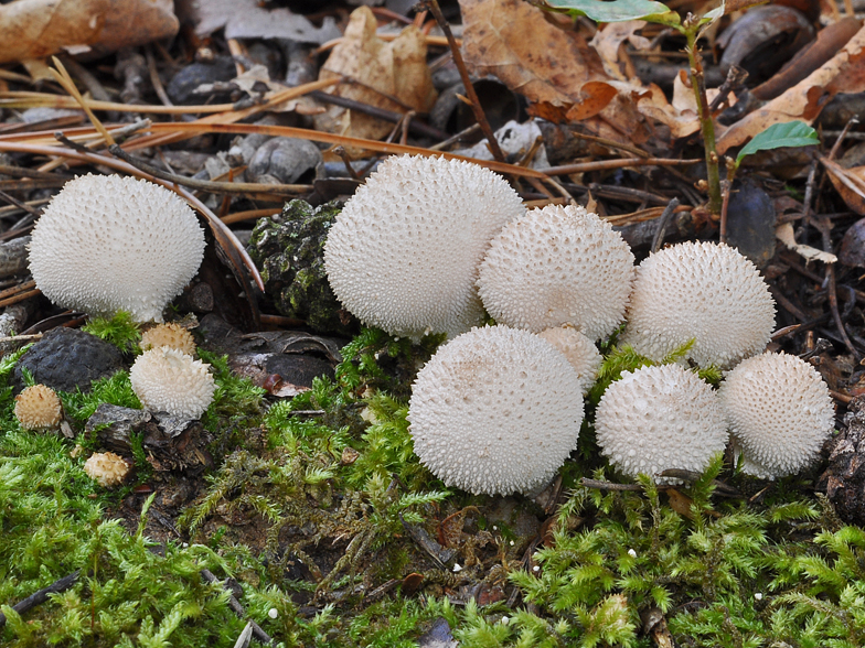 Lycoperdon perlatum