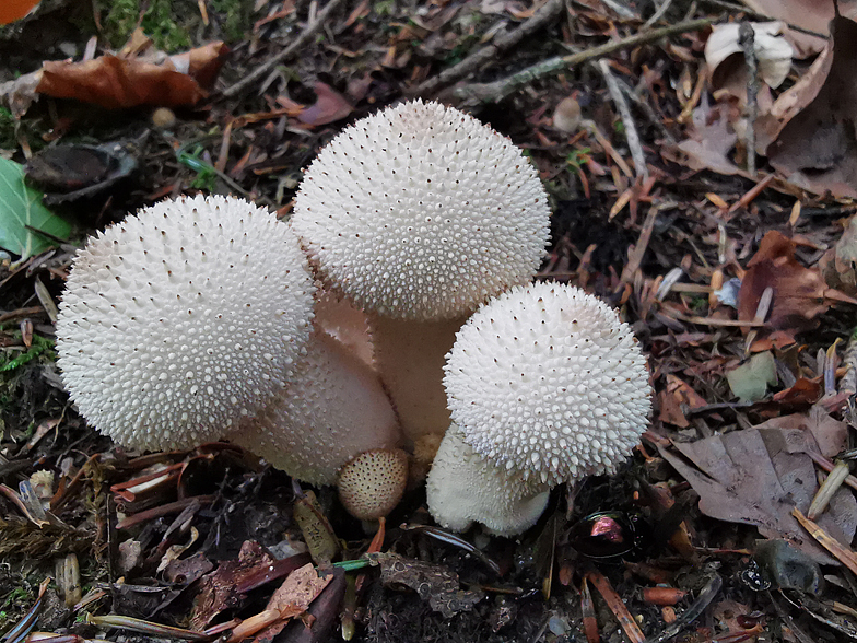 Lycoperdon perlatum Lucinges