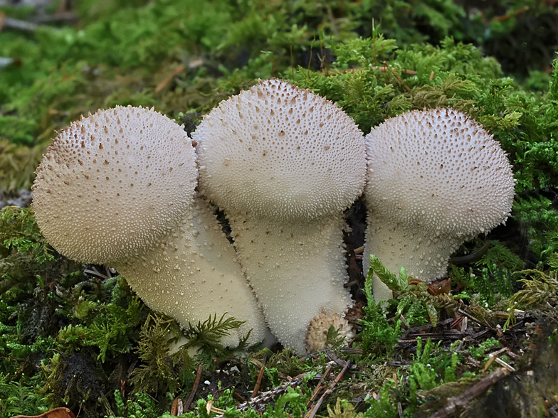 Lycoperdon perlatum