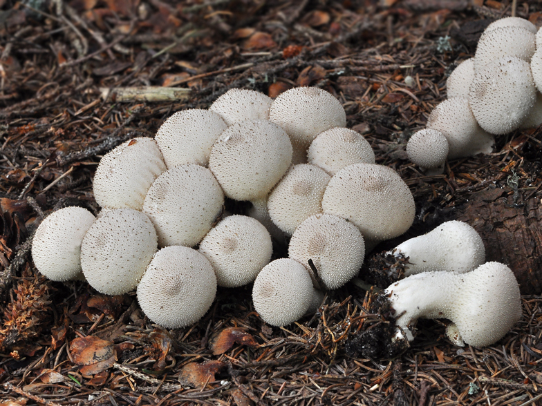 Lycoperdon perlatum