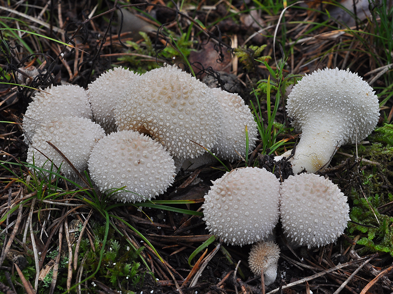 Lycoperdon perlatum