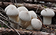 Lycoperdon perlatum