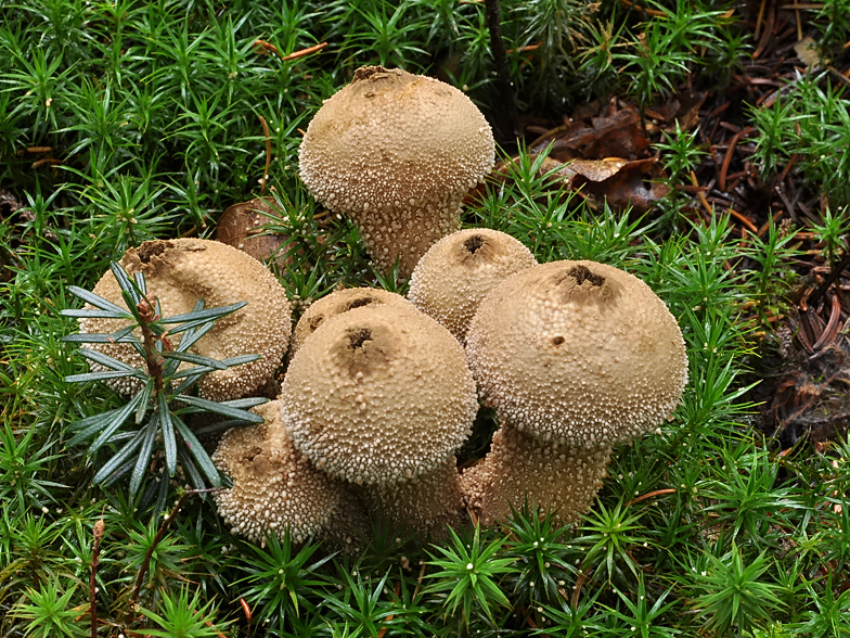 Lycoperdon perlatum