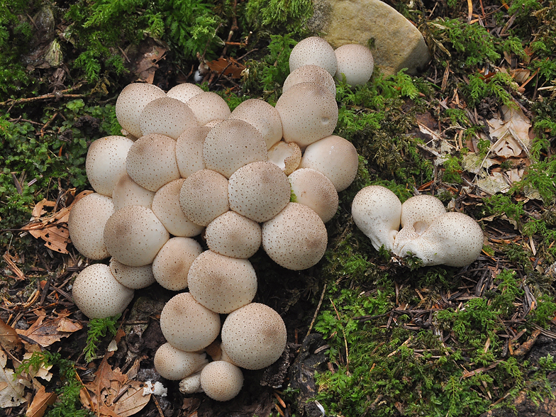 Lycoperdon piriforme