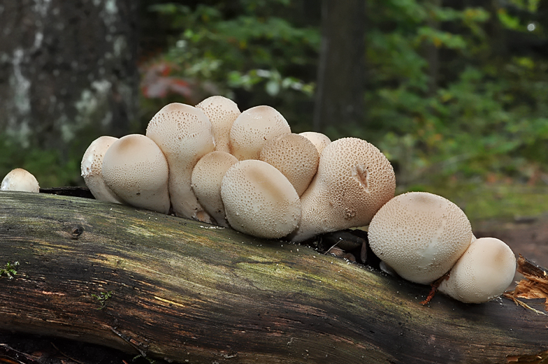 Lycoperdon piriforme