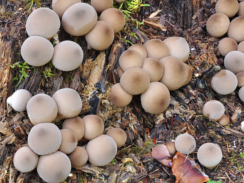 Lycoperdon piriforme