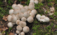 Lycoperdon piriforme