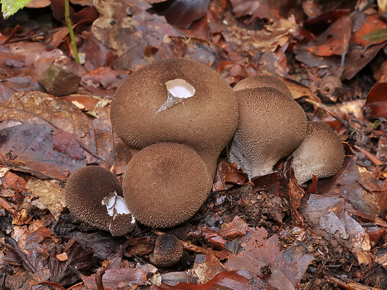 Lycoperdon umbrinum