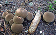 Lycoperdon umbrinum