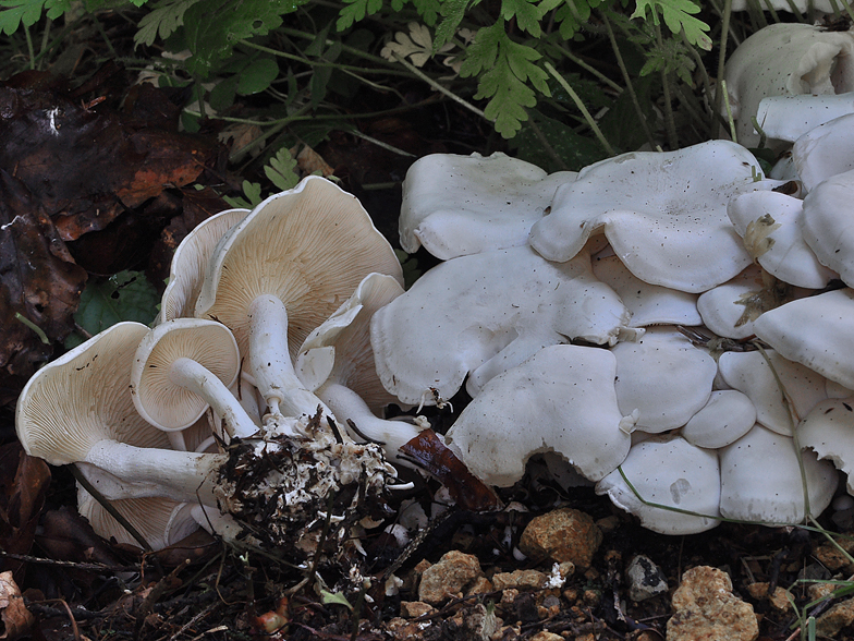 Lyophyllum connatum