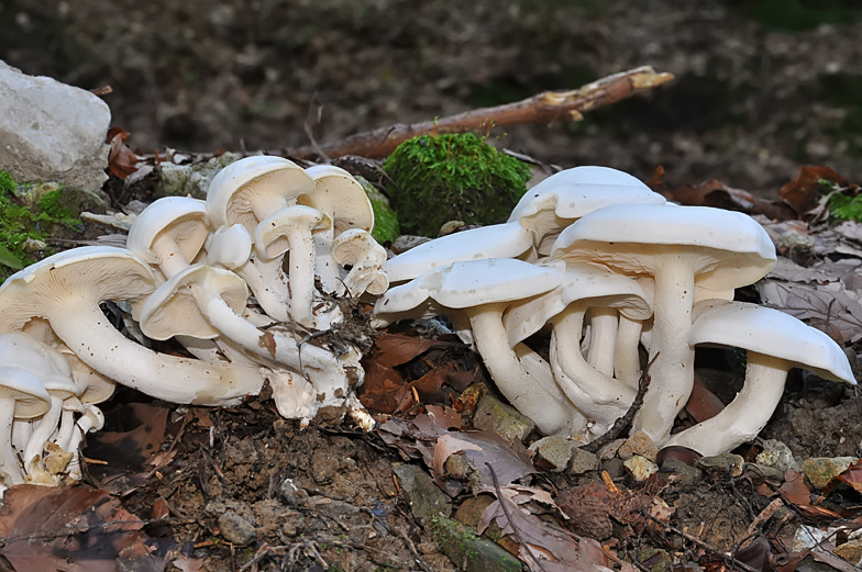 Lyophyllum connatum