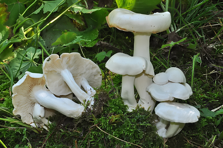 Lyophyllum connatum