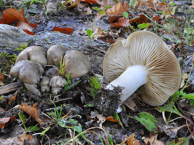 Lyophyllum decastes