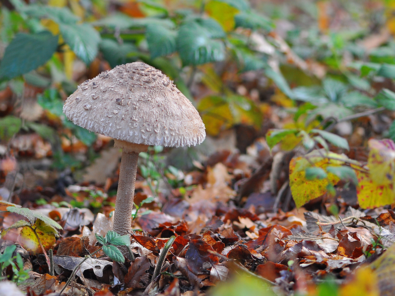 Macrolepiota procera