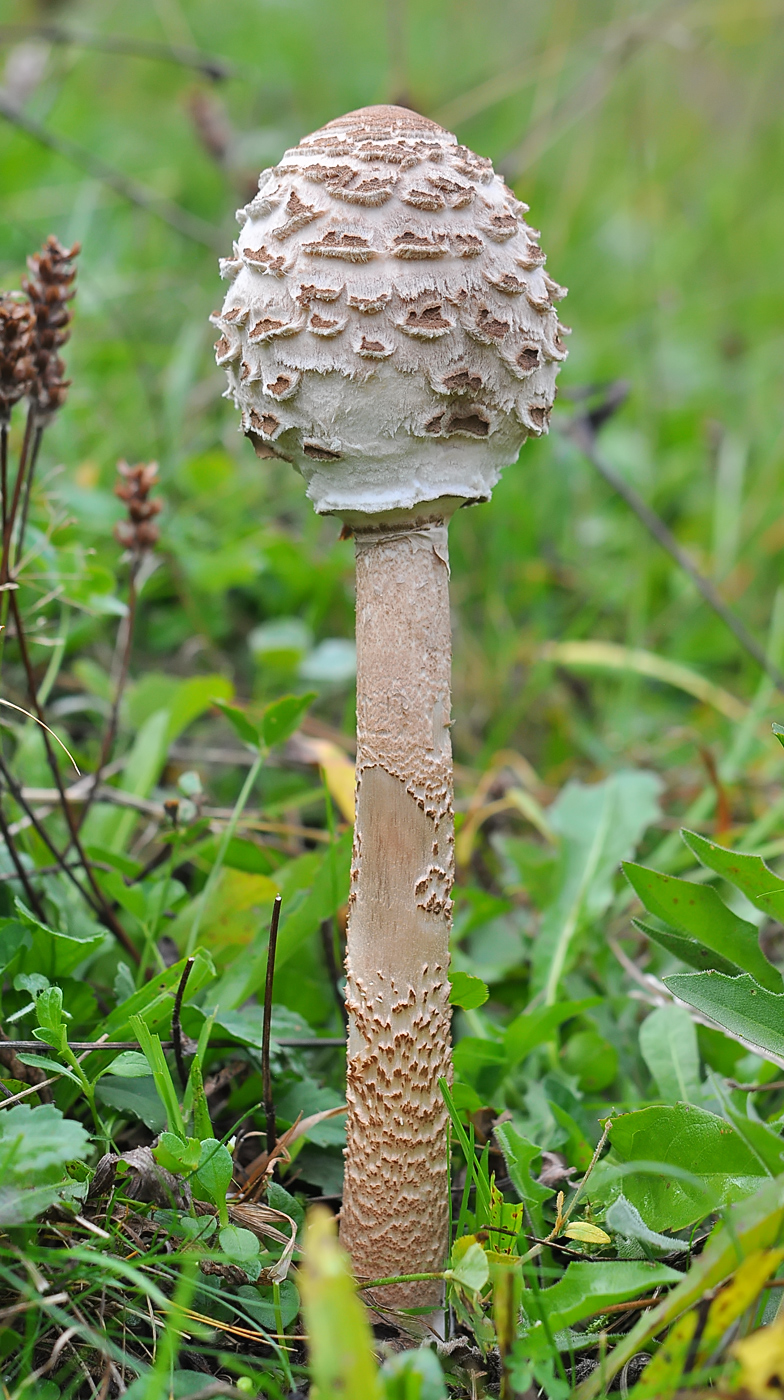 Macrolepiota procera