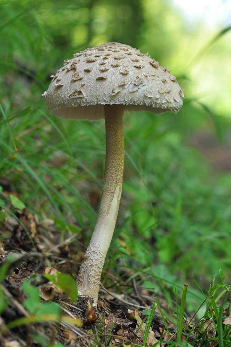 Macrolepiota procera