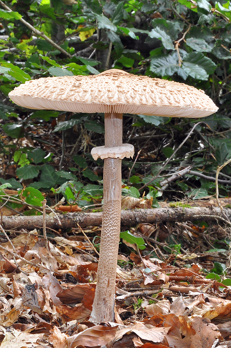 Macrolepiota procera