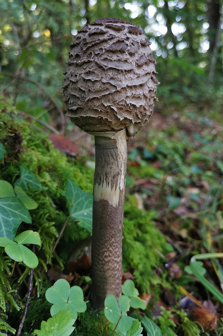 Macrolepiota procera