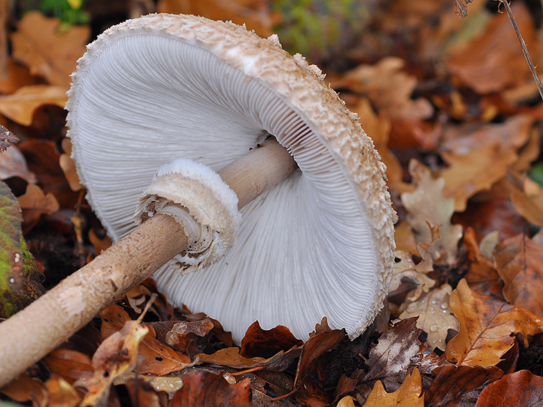 Macrolepiota procera