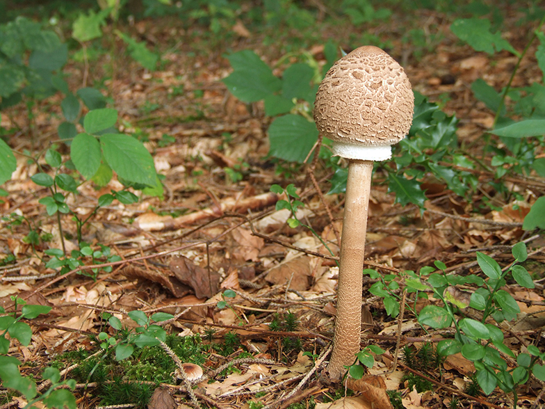 Macrolepiota procera