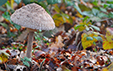 Macrolepiota procera