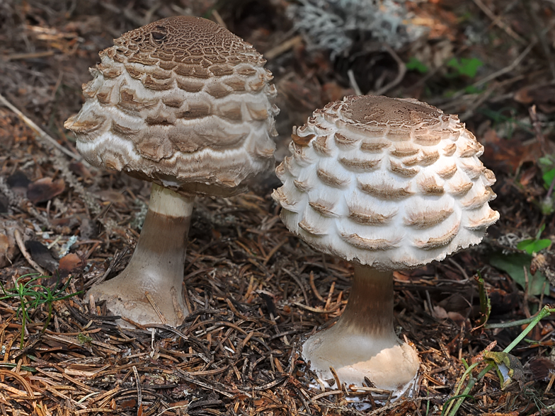 Macrolepiota rhacodes