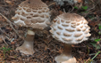 Macrolepiota rhacodes