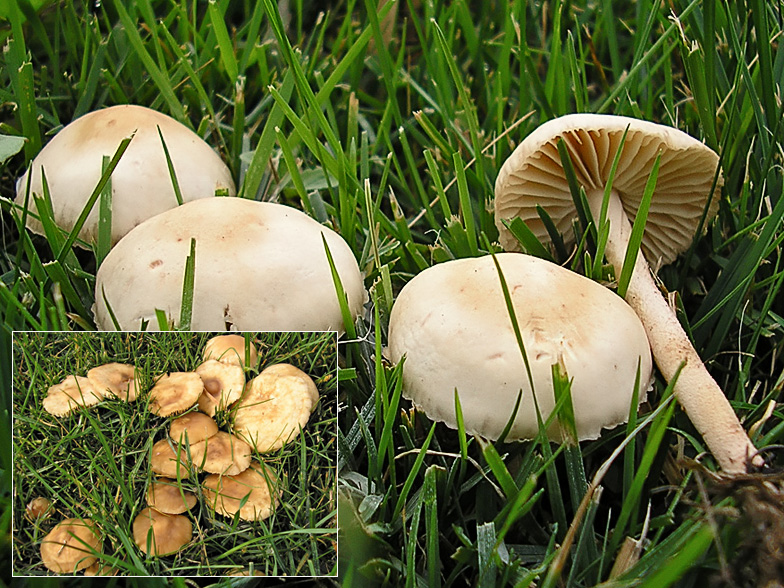 Marasmius oreades