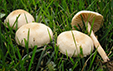 Marasmius oreades