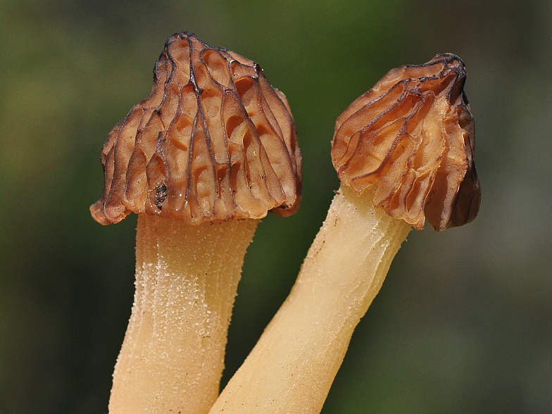 Mitrophora semilibera