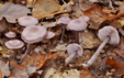 Mycena pura