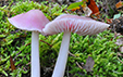 Mycena rosea