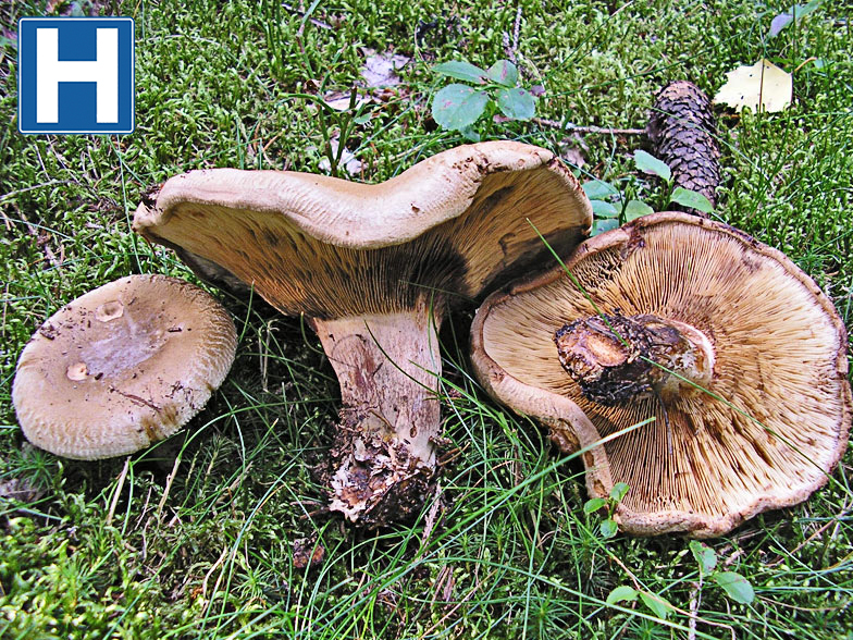 Paxillus involutus