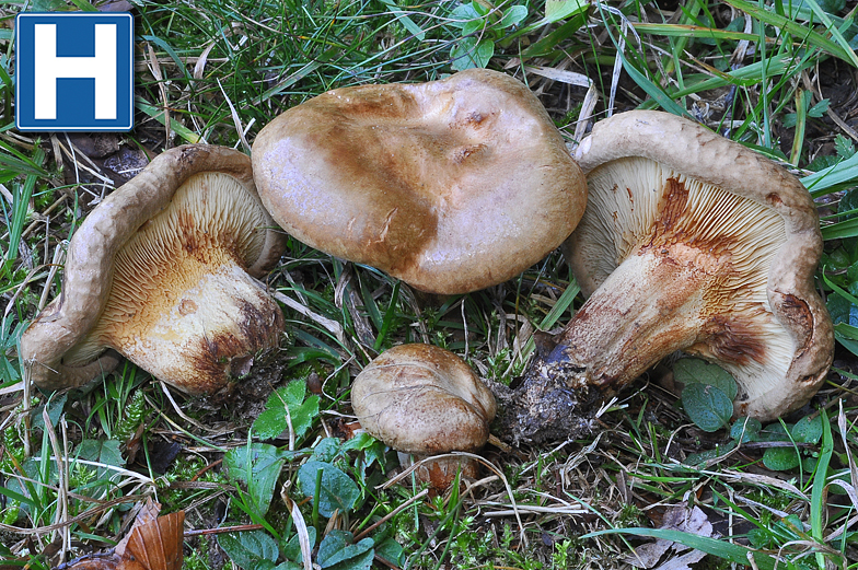 Paxillus involutus