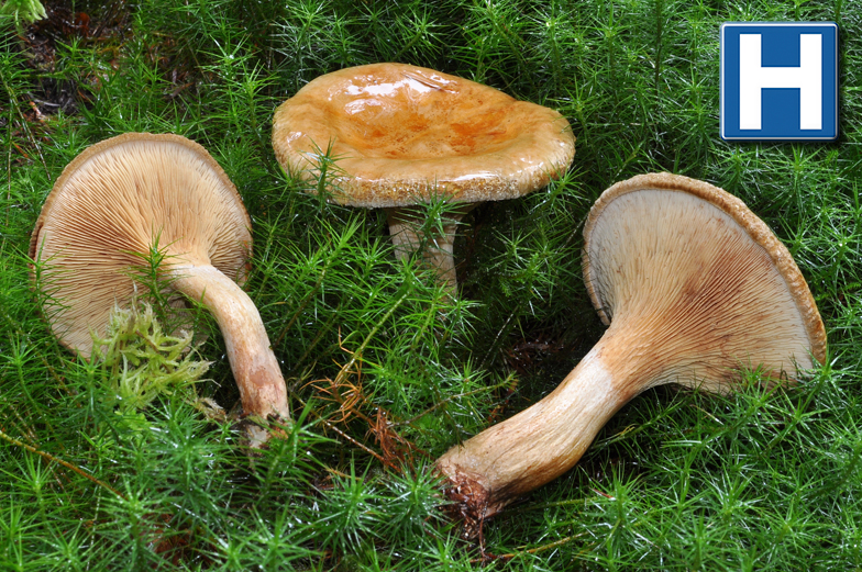 Paxillus involutus