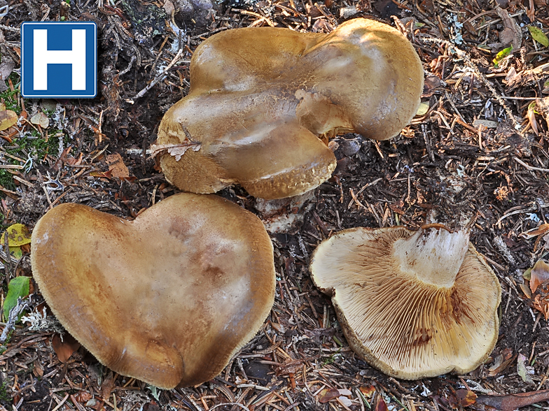 Paxillus involutus