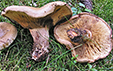 Paxillus involutus