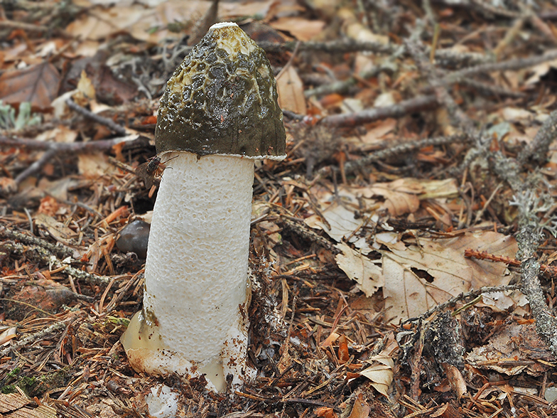 Phallus impudicus