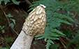 Phallus impudicus