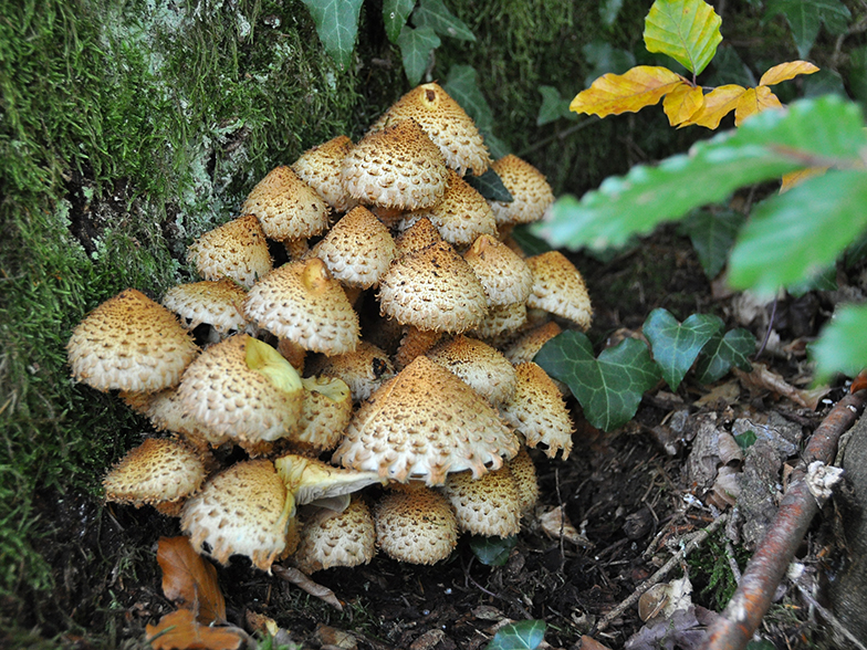 Pholiota squarrosa