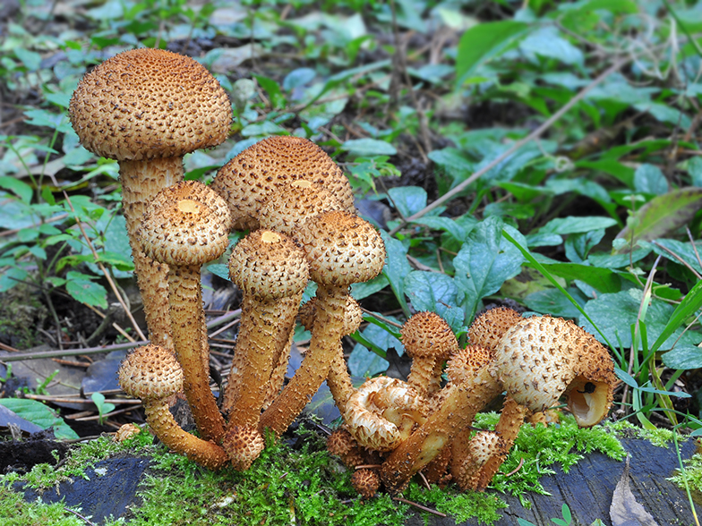 Pholiota squarrosa