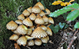 Pholiota squarrosa