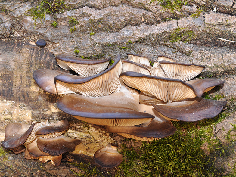 Pleurotus ostreatus